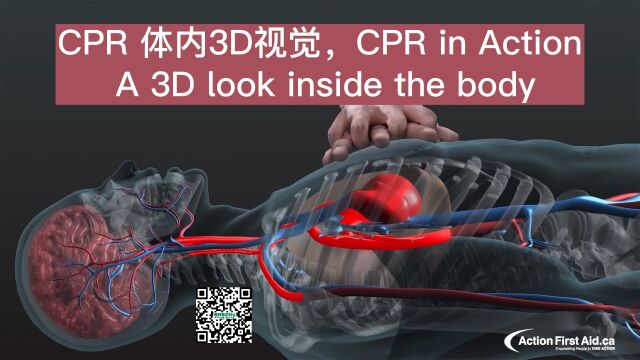 CPR 体内3D视觉3D look inside body