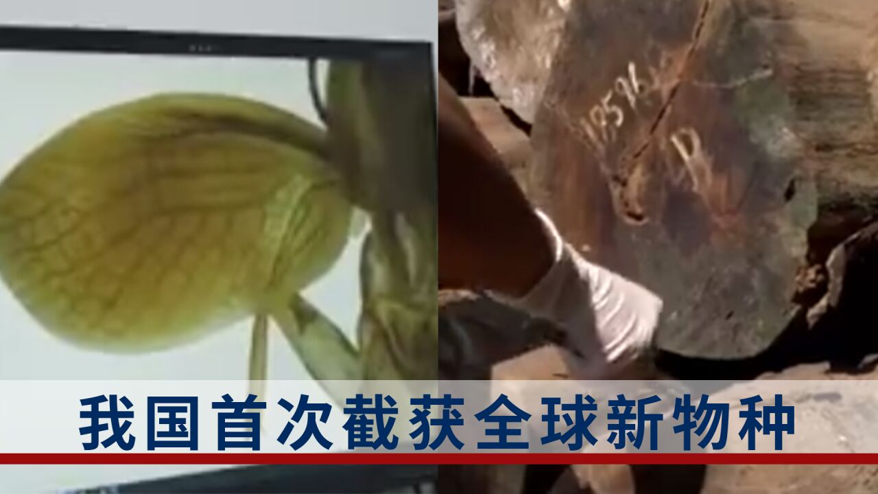 新物种!全球首次报道!这一病媒生物被海关截获