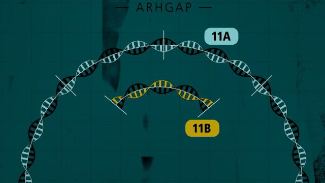 人类基因复制过程中的点突变11B!进化给人类带来的惊喜!