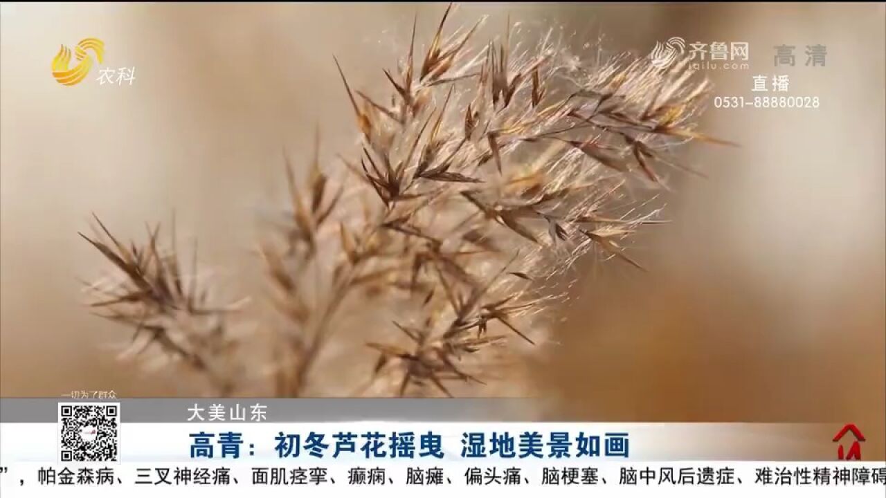 高青大芦湖湿地美景如画,芦花摇曳、水鸟嬉戏,惊艳了这个初冬