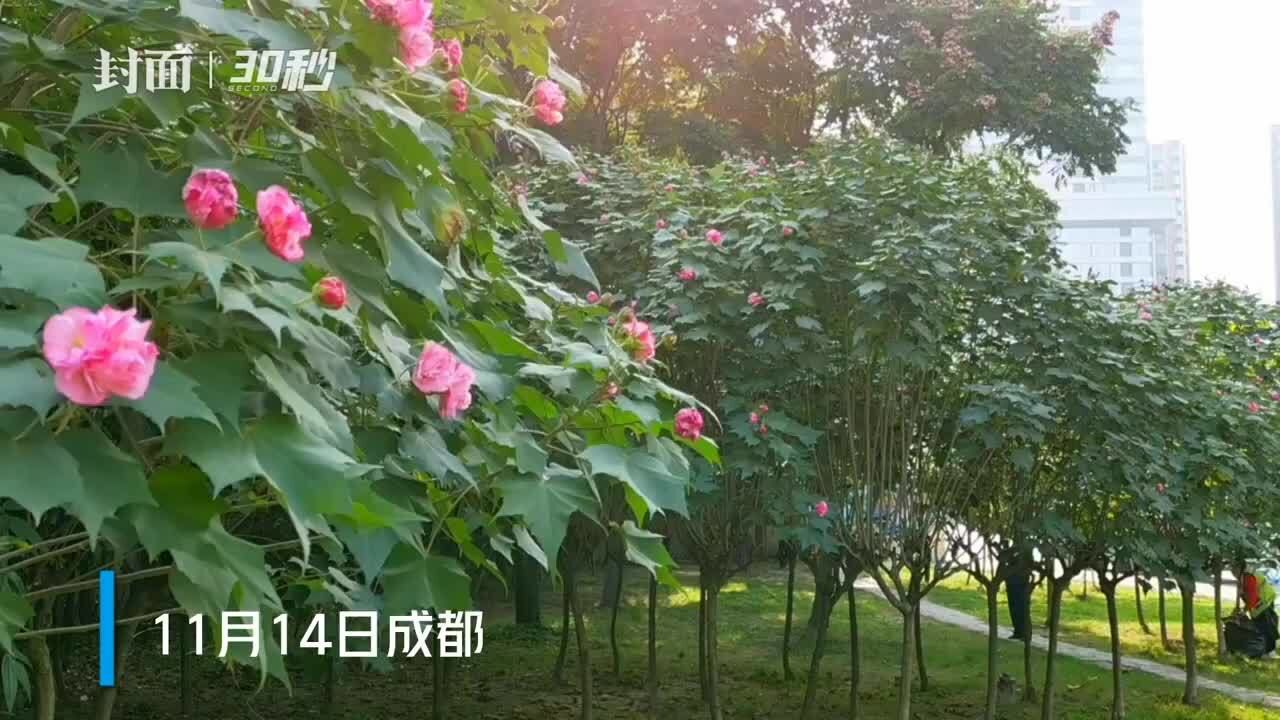 30秒 | 蓉城街头盛开芙蓉花 蓝天下花朵更艳丽