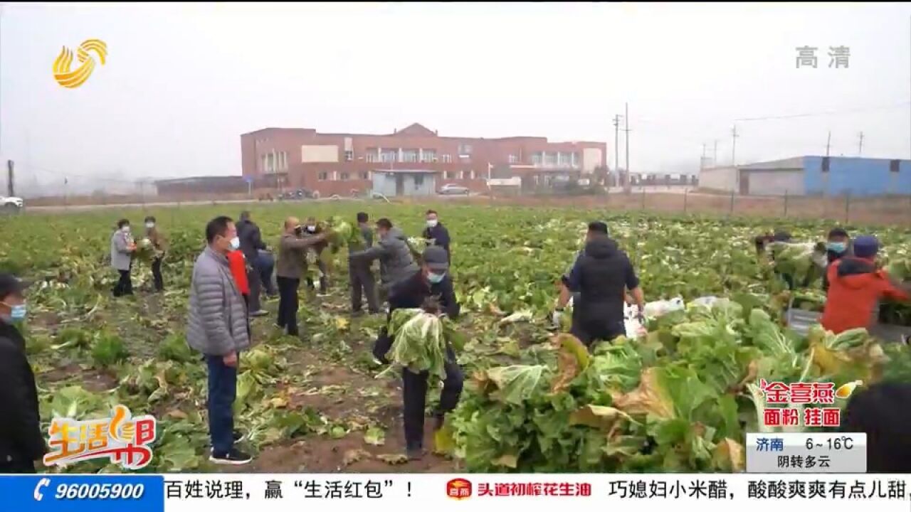 小雪节气到,菜农田间忙收菜,唐王白菜、章丘大葱,一派丰收景象