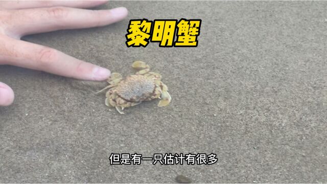 黎明蟹,海边一种很可爱的螃蟹.