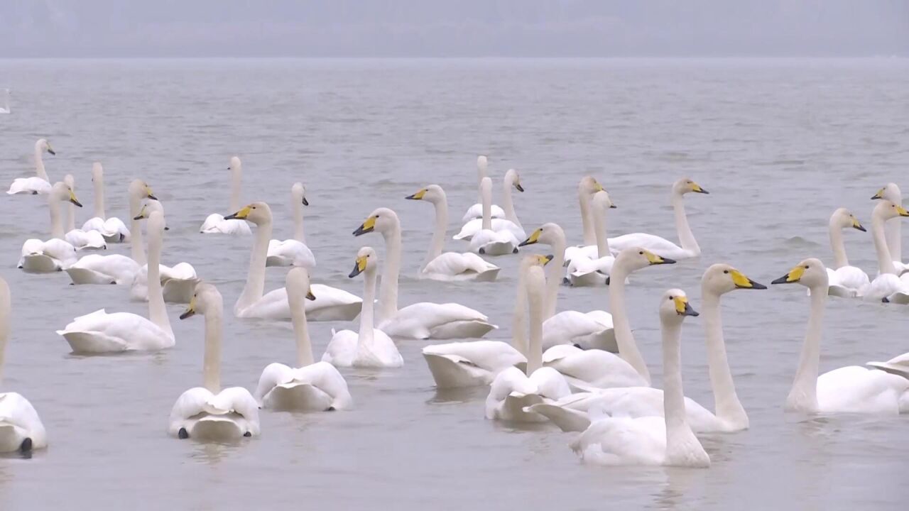 全球连线|数千白天鹅飞抵越冬 圣天湖变身“天鹅湖”