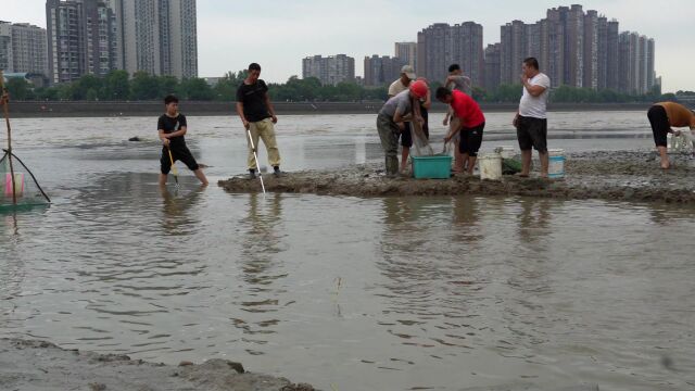 四川德阳旌湖,暴雨导致水库泄洪,渔民撒网捞出上百斤野生河鱼