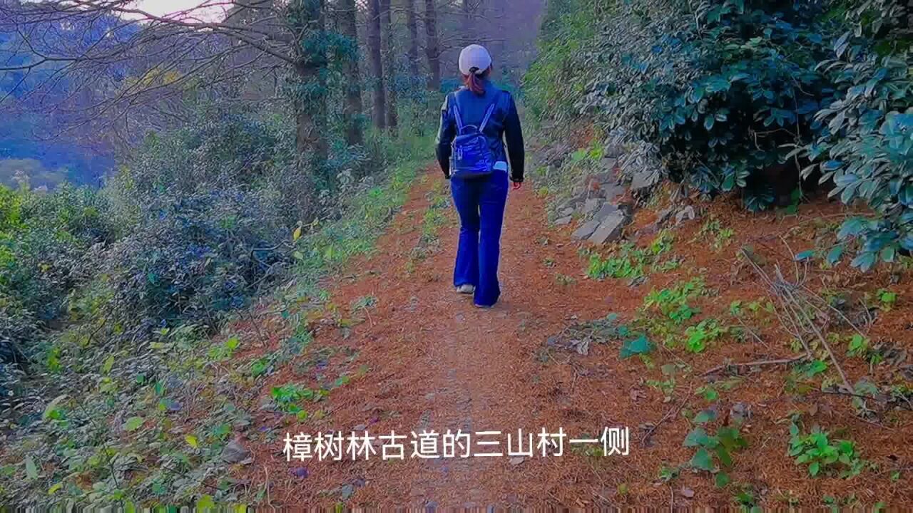 民丰村银杏,樟树岭古道,东盘山草甸