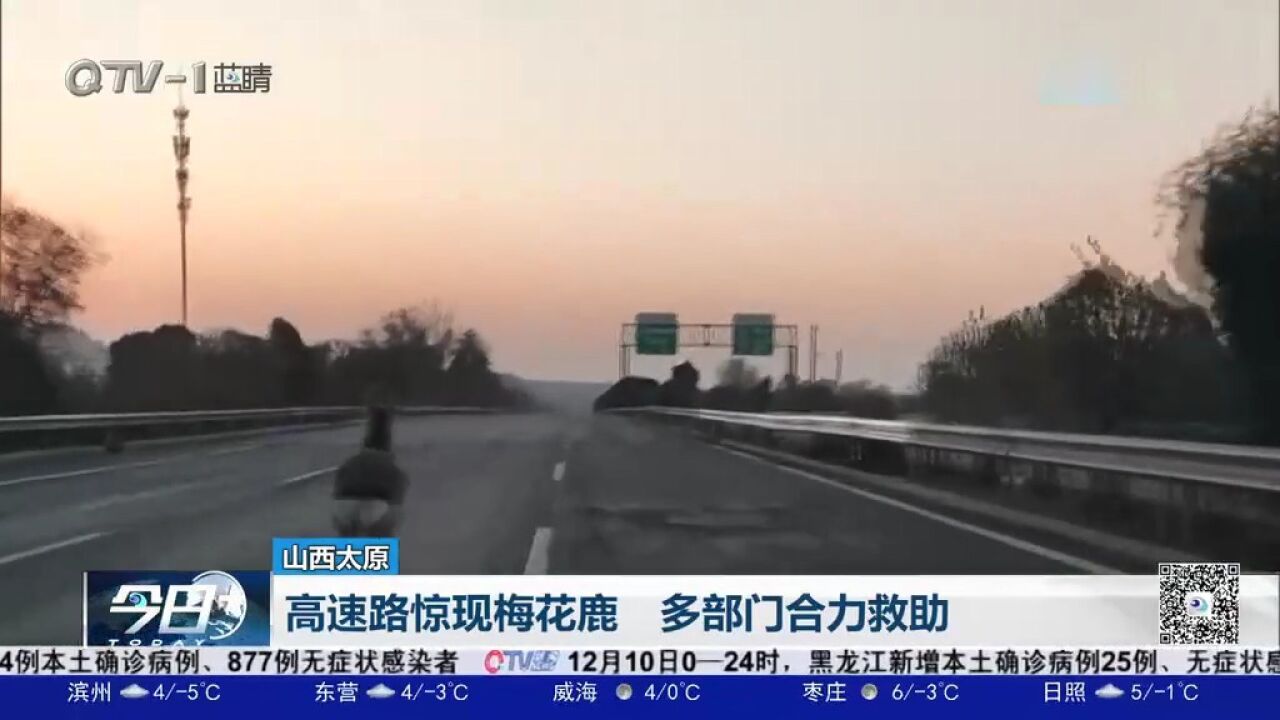 高速路上狂奔,梅花鹿变身“高速鹿”,多部门合力救助