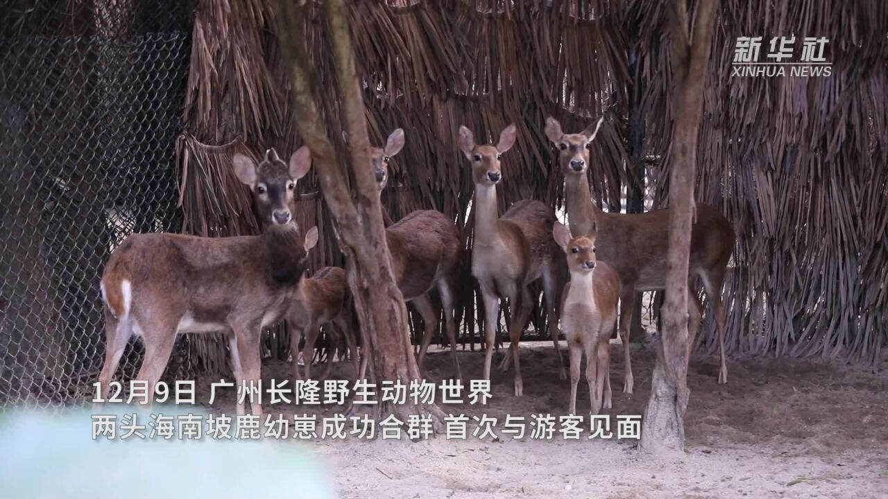 广州长隆新添两头海南坡鹿幼崽