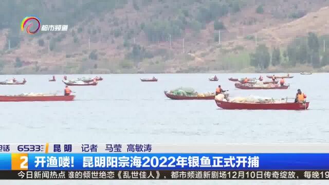 开渔喽!昆明阳宗海2022年银鱼正式开捕