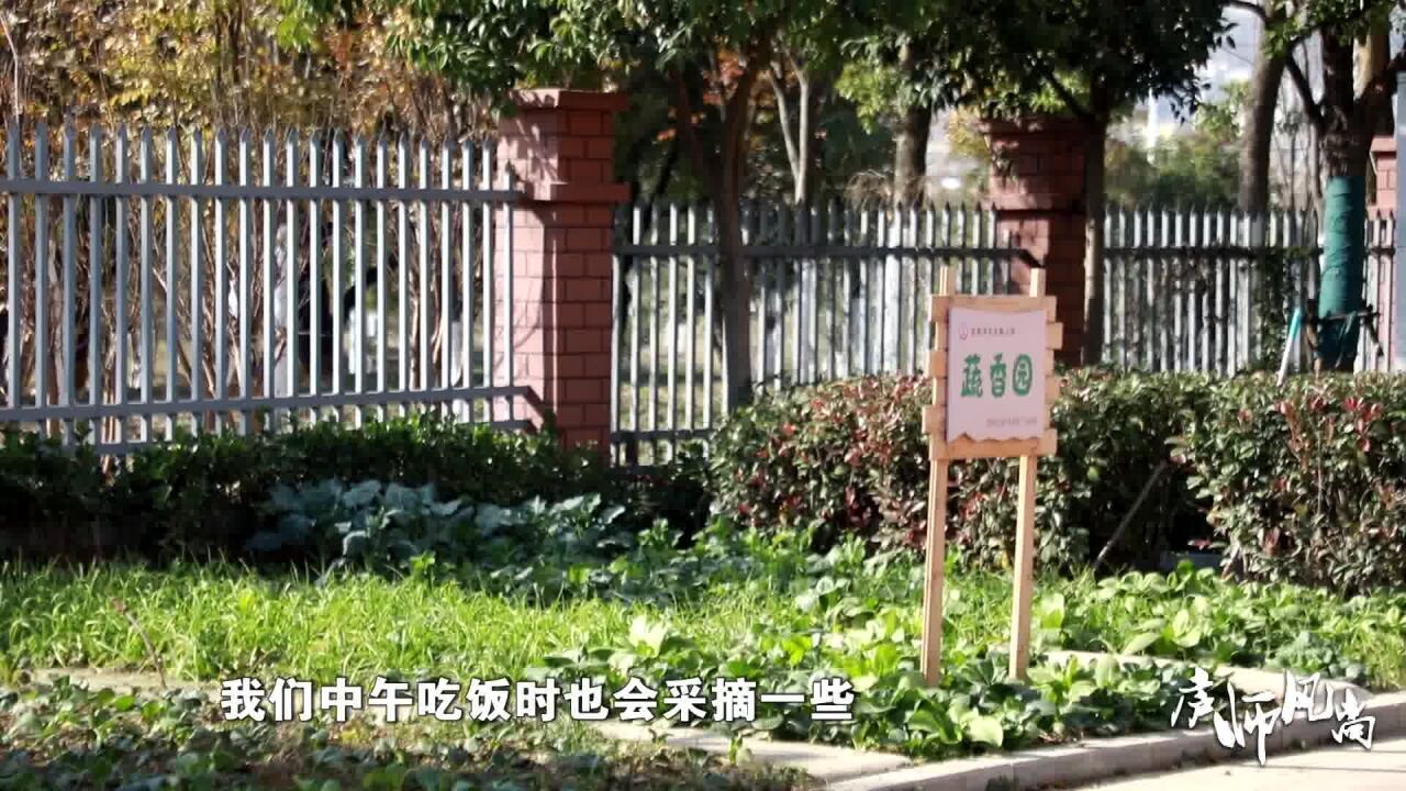 庐师风尚:让绿色成为校园生活底色:合肥市天水路小学