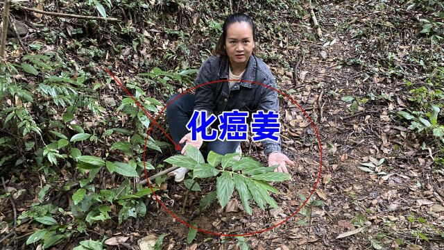 农村常见的这种植物,老人称“化癌姜”用途非常强大,你认识吗?