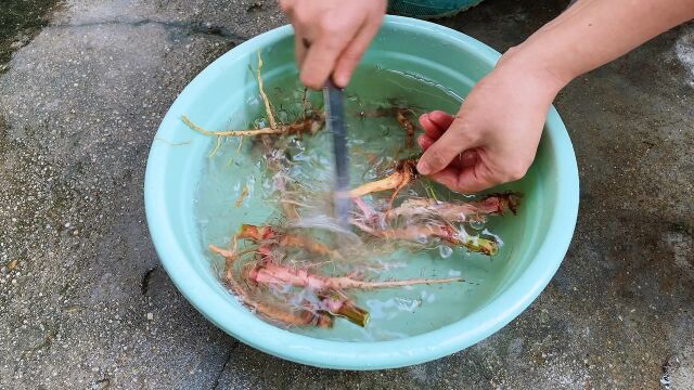 土大黄又名金不换