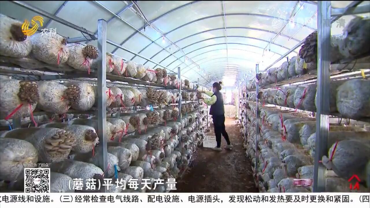 潍坊成立合作社发展蘑菇产业,村民土地入股,趟出强村富民新路子