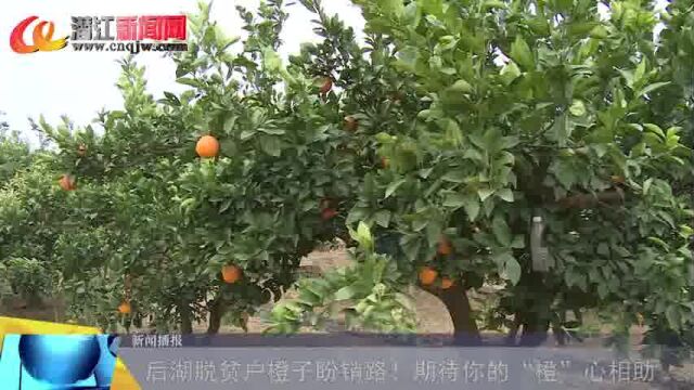 后湖脱贫户橙子盼销路!期待你的“橙”心相助