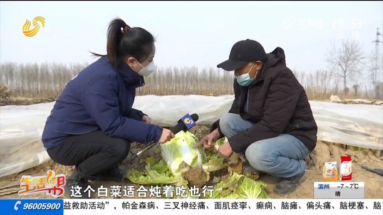 济南济阳:三亩大白菜遇滞销,爱心商超伸援手,首批采购7000斤