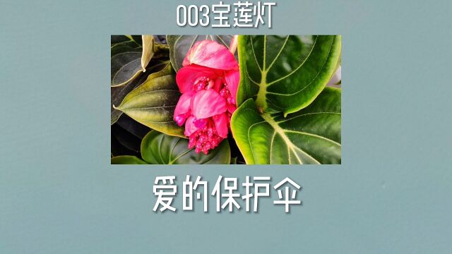 宝莲灯,爱的保护伞