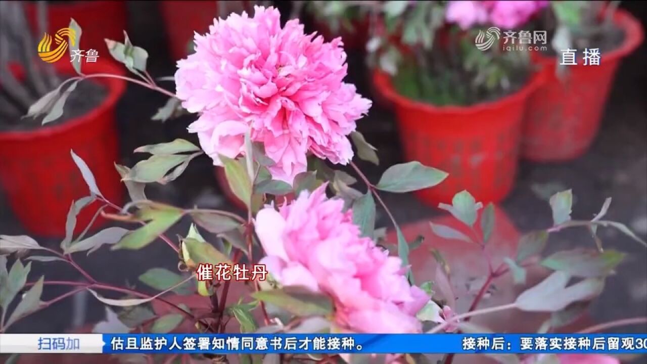 菏泽催花牡丹陆续上市,花农大棚里直播卖花,年销售额超3亿元