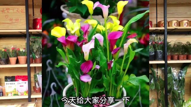 马蹄莲如何养年宵花推荐5