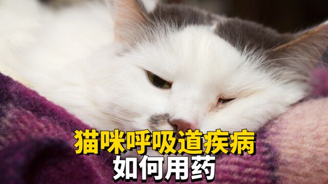 猫咪呼吸道疾病怎么治?一分钟搞定!