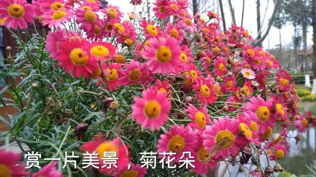 赏一片美景,菊花朵朵开我心