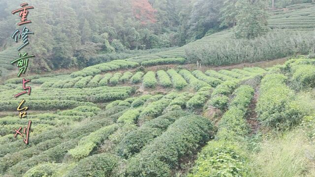 衰老茶树的重修剪与台刈