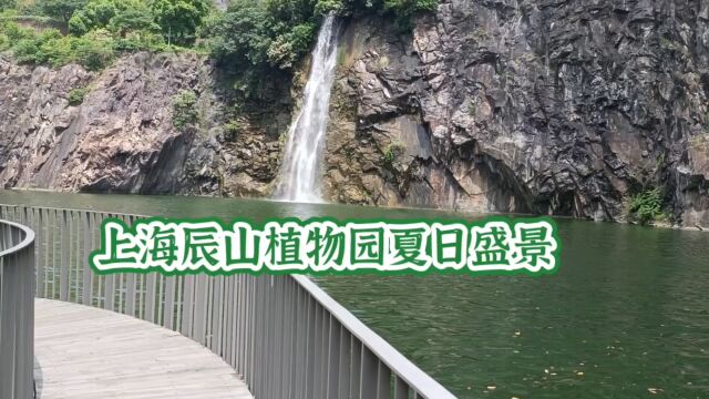 上海辰山植物园夏日盛景