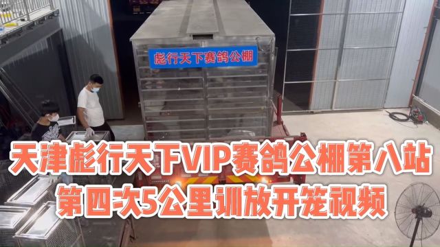 天津彪行天下VIP赛鸽公棚第八站12公里改5公里训放开笼视频