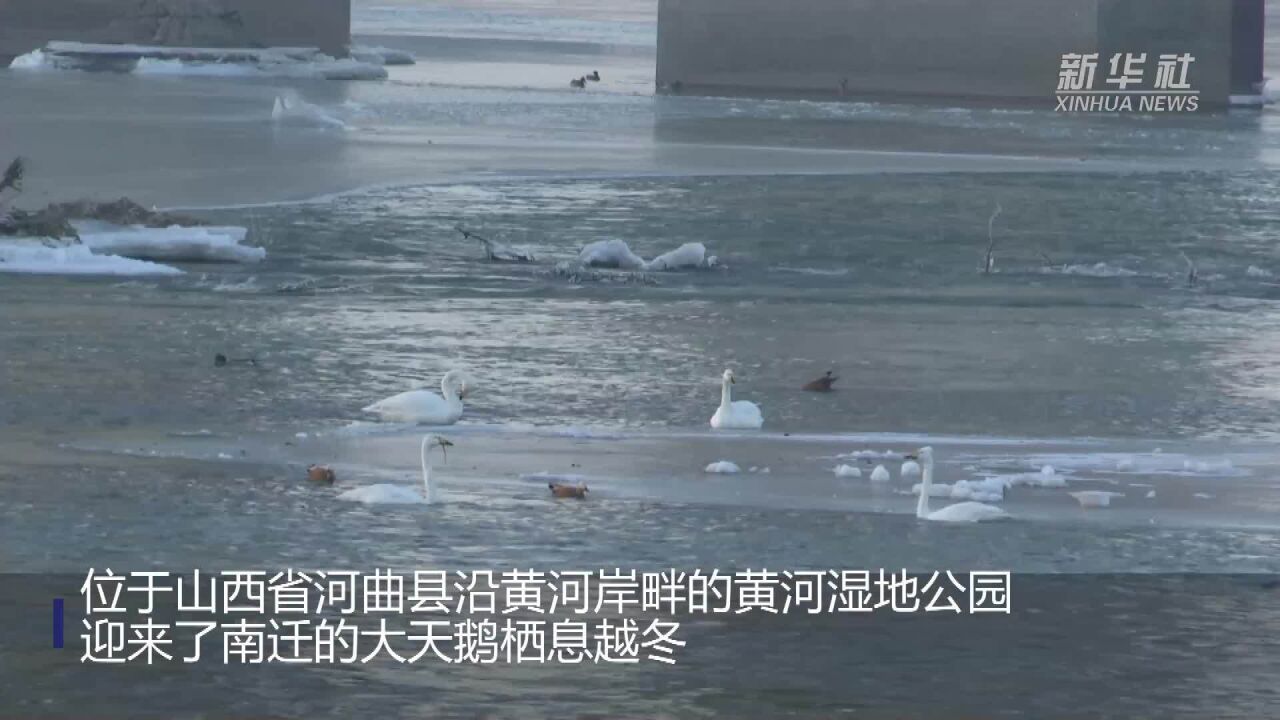 白天鹅在黄河流凌中“起舞”