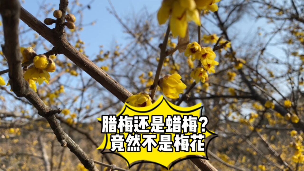 腊梅还是蜡梅?