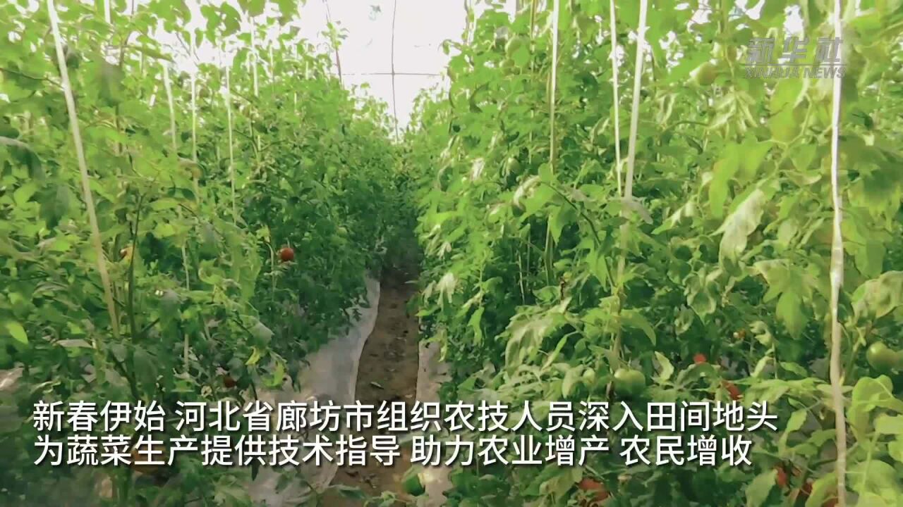 新华全媒+|河北廊坊:新春伊始生产忙 技术指导到田间