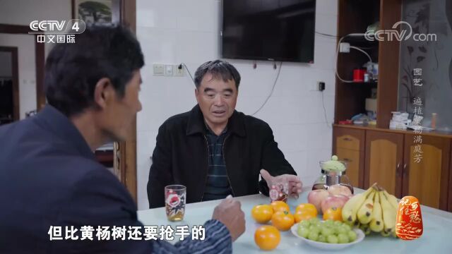 实力出圈!崇明这个村上央视了