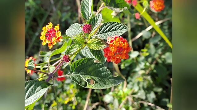 家风风景好,花儿对我笑