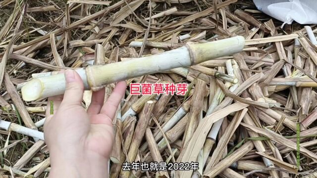 贵州贞丰县牧草,在2022年干旱气温下,培育一年的种节还有水份吗