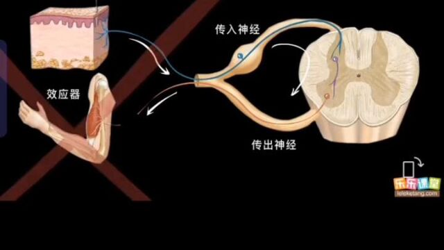 生物课堂神经调节基本方式