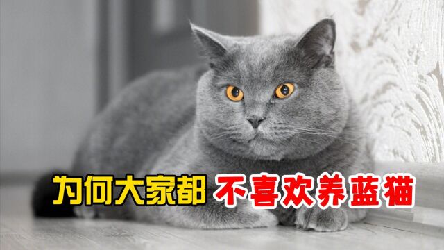 养猫,最好别养蓝猫,这些缺点太可怕!