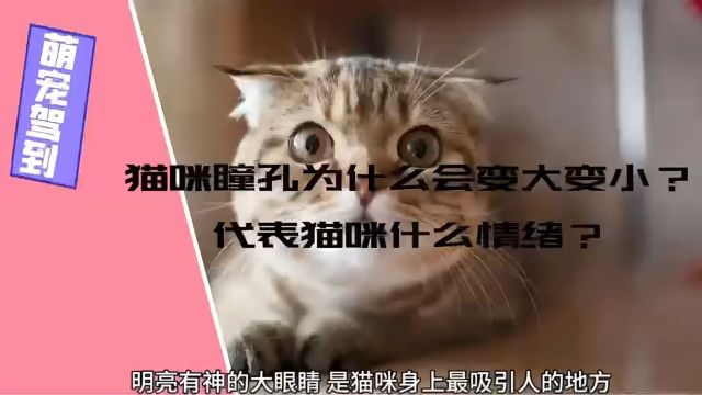 【萌宠驾到】猫咪瞳孔为什么会变大变小?代表猫咪什么情绪?