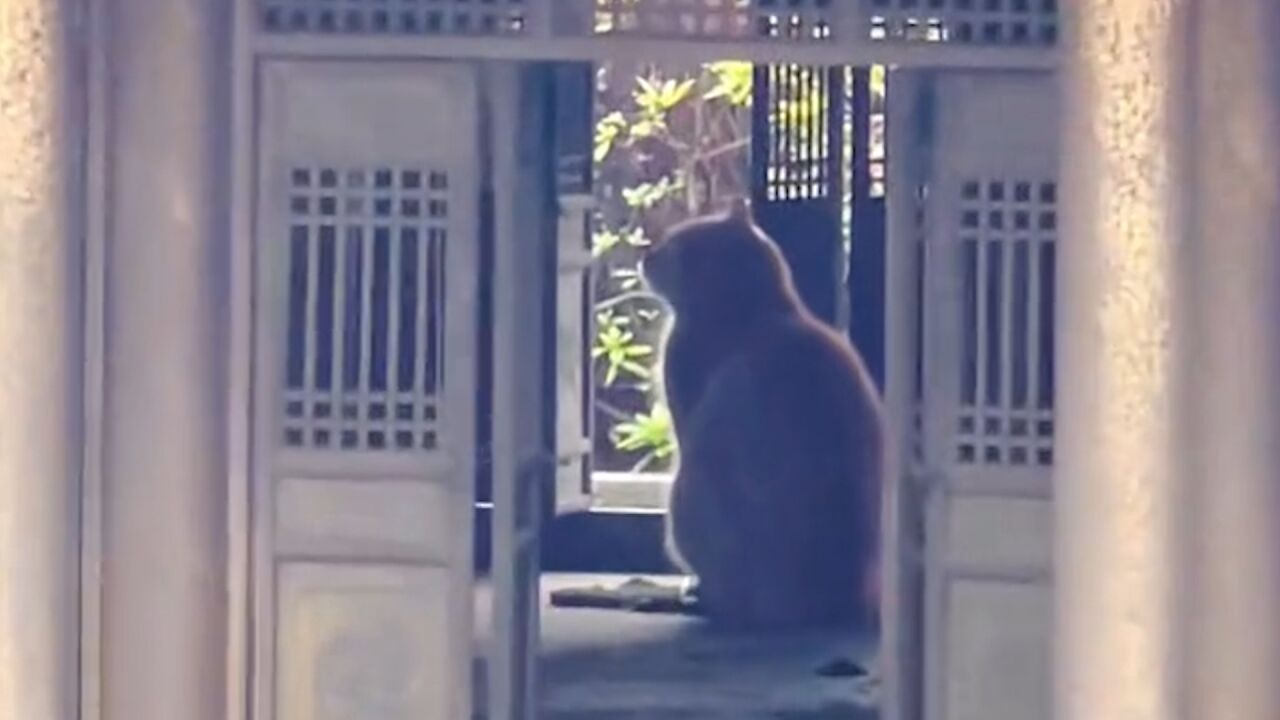 岳阳楼模型遇躲雨猫咪秒变古风猫窝 拍摄者:有种穿越回古代的感觉