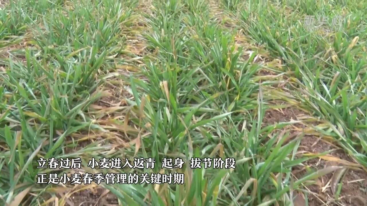 河南偃师:春来抢农时 麦田抓管理