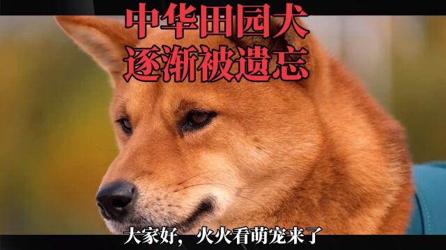 陪伴中国人千年的田园犬,为何逐渐被遗忘