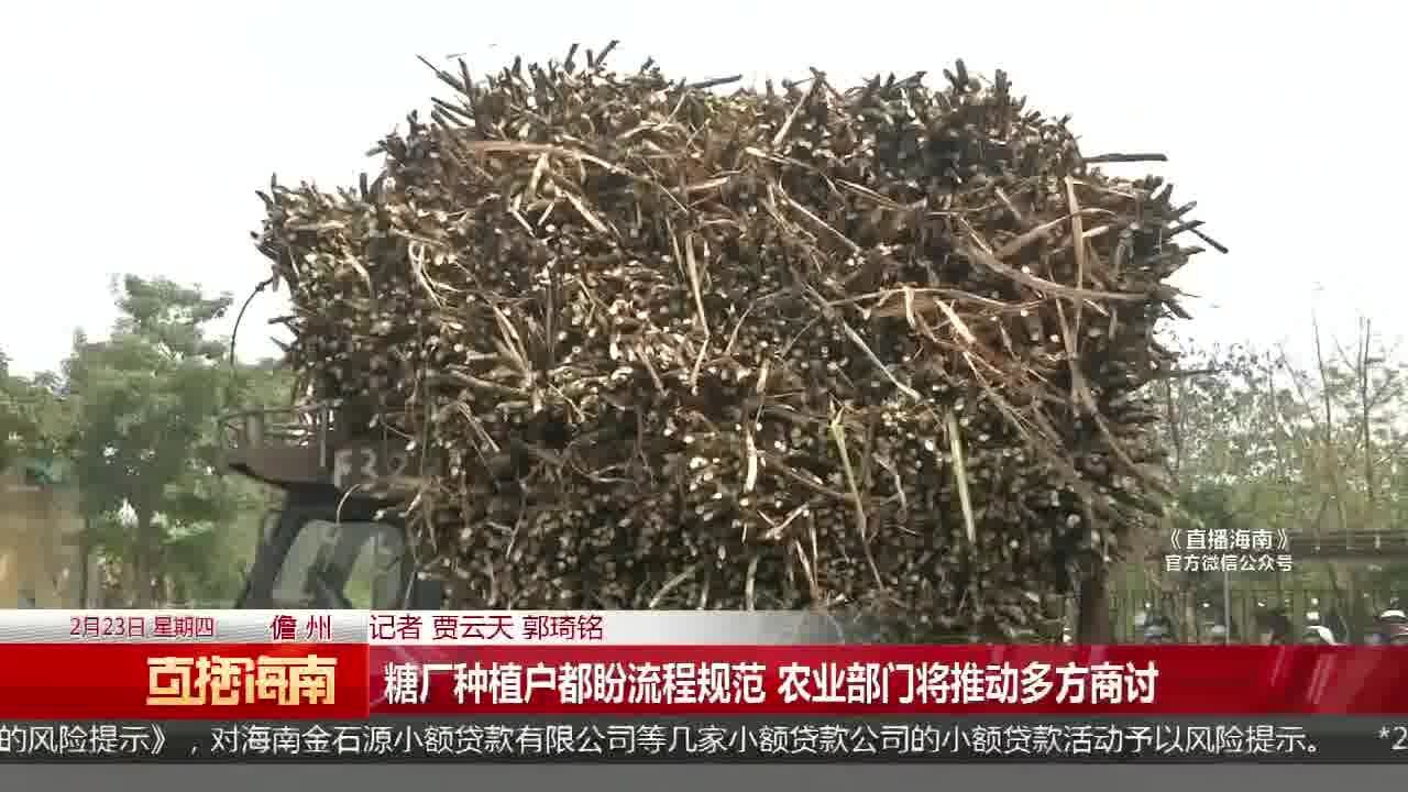 甘蔗砍满地糖厂收货慢 种植户忧心忡忡盼运走