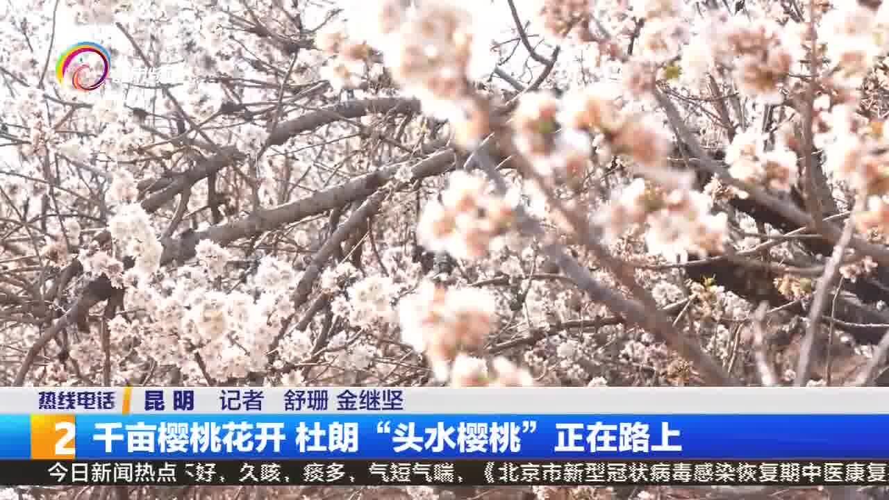 千亩樱桃花开 杜朗“头水樱桃”正在路上