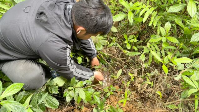 农村遍地的火炭母,“克星”之王为啥被当杂草除掉