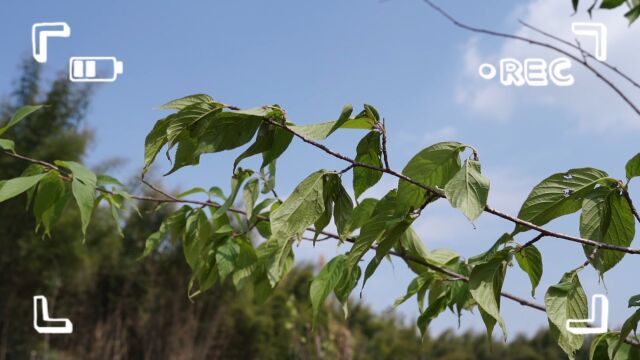 “栽种绿色希望,不负青春时光”植树节主题活动