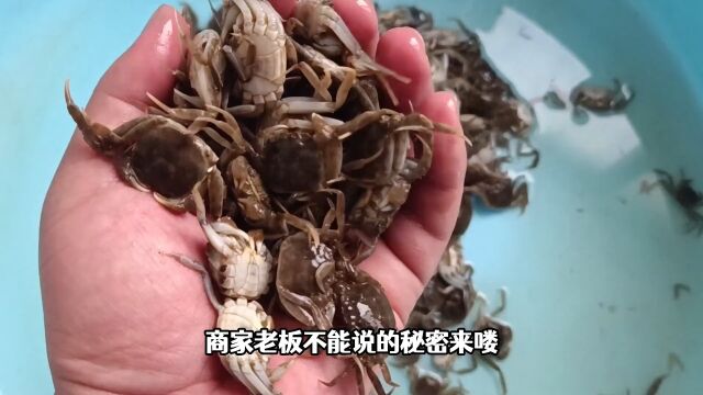 运输了11天的大闸蟹到了,回来后撒发出了恶臭,老板不能说的秘密.