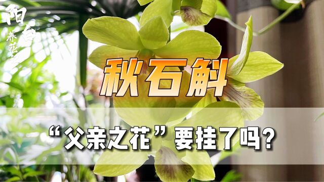 秋石斛为什么是“父亲之花”?更换植料后能否长出新根?