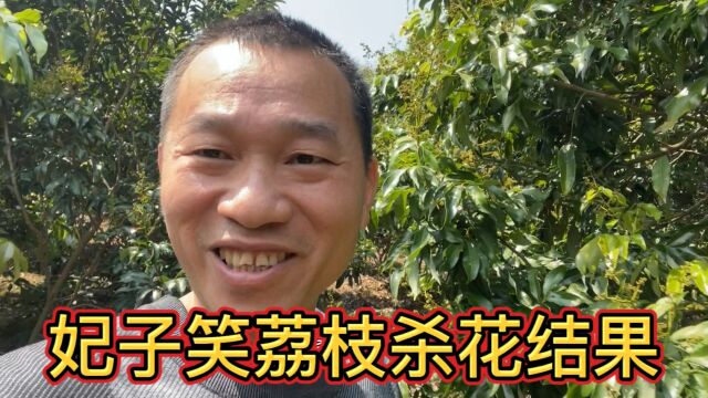 妃子笑荔枝杀花结果来了,有荔农失败了很后悔,经验技术很重要