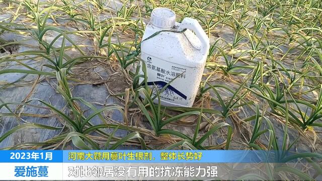 生根剂河南大蒜用爱施蔓蔓叶生根剂后比邻居没有用的抗冻能力强,整体长势好