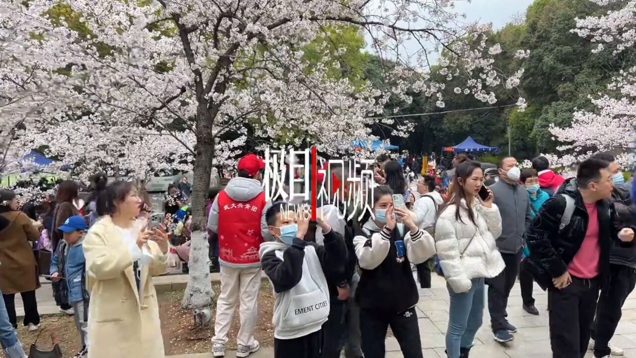 【视频】武大医护人员赏樱专场,他们跟着家人赴“三年之约”