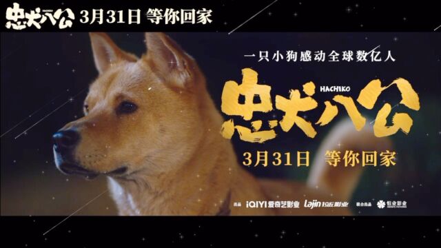 忠犬八公,人与狗的深情演绎故事