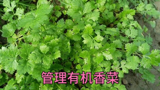 现在适合种香菜吗?香菜苗弱黄叶长势差怎么办?这样做香菜长的好